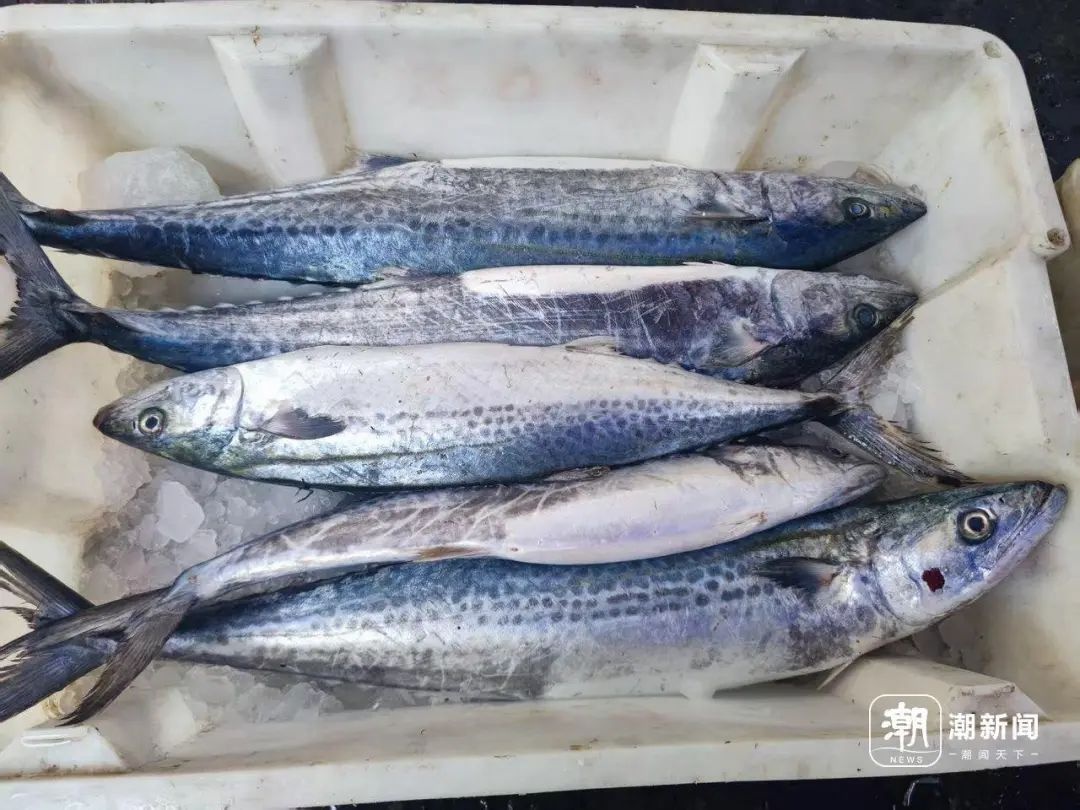 休渔将至！5月1日12时起东海禁渔，海鲜囤货攻略你知道吗？  第6张