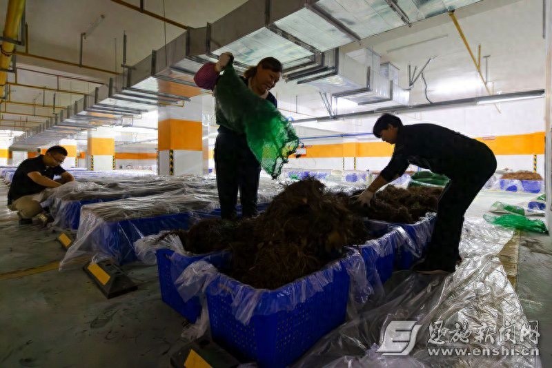 州农科院地下停车场竟藏天麻种植实验室？传统耕作模式被颠覆