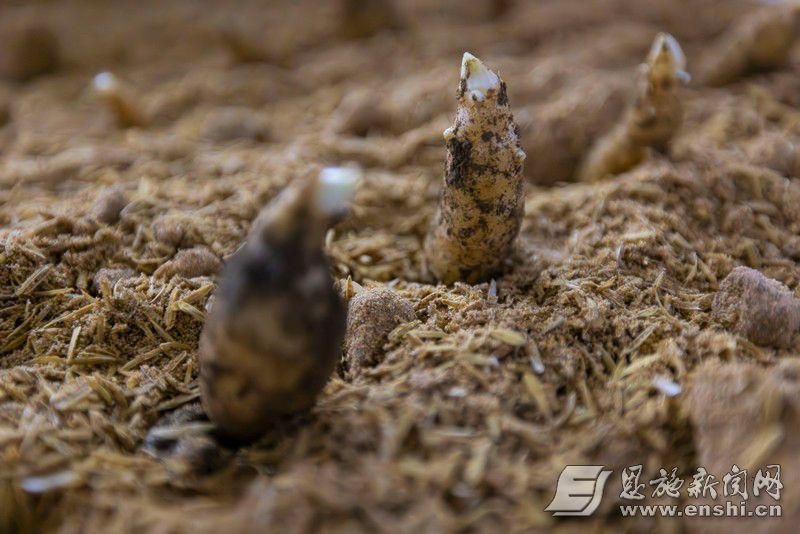 州农科院地下停车场竟藏天麻种植实验室？传统耕作模式被颠覆  第2张