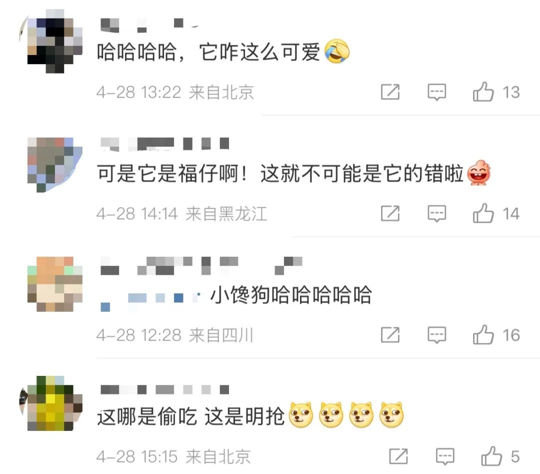 柯基警犬福仔偷吃烤肠引热议！它到底该不该被原谅？  第2张