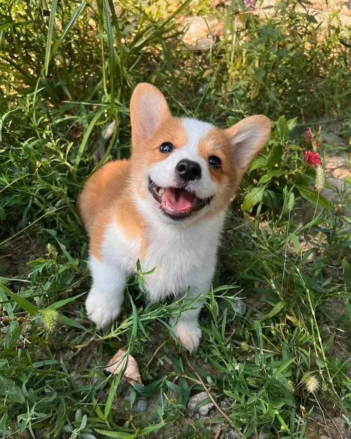 柯基警犬福仔偷吃烤肠引热议！它到底该不该被原谅？  第4张