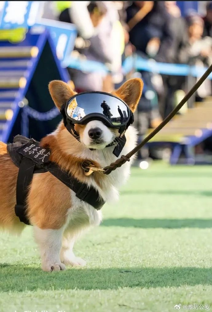 柯基警犬福仔偷吃烤肠引热议！它到底该不该被原谅？  第5张