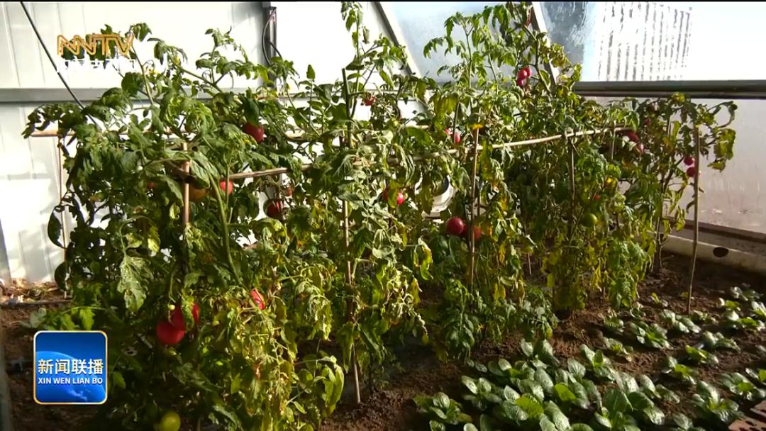 边境线上的奇迹！30个智能小温室如何改变400户戍边户的新年餐桌？  第9张