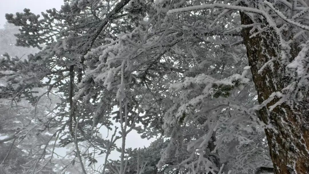 西岭雪山下起雨夹雪，游客为何依然热情不减？未来三天天气如何变化？  第2张