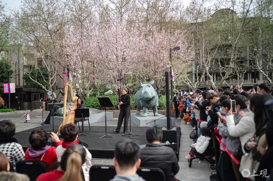 上海交响音乐厅户外广场樱花树下的公益音乐会！你知道有多精彩吗?  第3张