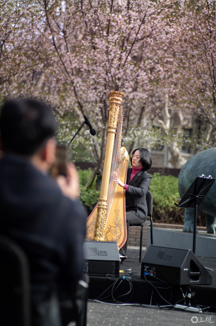 上海交响音乐厅户外广场樱花树下的公益音乐会！你知道有多精彩吗?  第7张