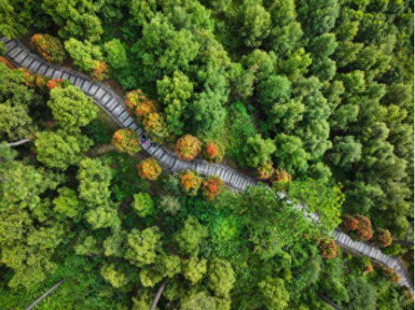 天河区森林步道项目来袭！41.65公里将串联哪些美景？