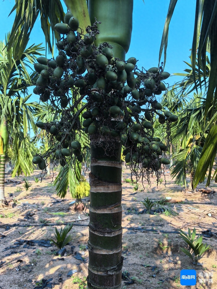同批槟榔开花挂果为何天差地别？新技术来揭秘  第1张